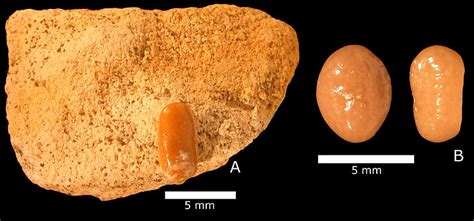 Bony fish and turtles of the Niobrara Formation - Past Earths