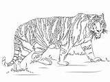 Realistic Tiger Coloring Page  Free Printable Pages For Kids sketch template