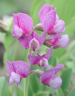 Beach Pea | Whole plant here | Anita Gould | Flickr