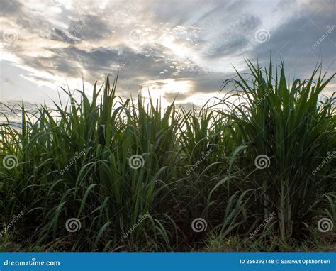 Sugarcane Field at Sunrise. Aerial View or Top View . Stock Photo ...