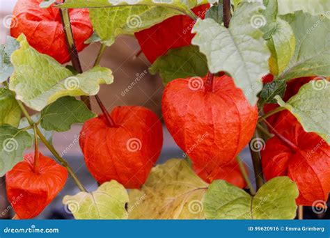 Chinese Lantern Fruits in Foliage Stock Photo - Image of leaf, summer ...