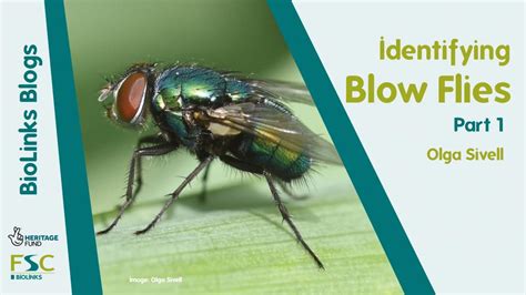 Identifying Blow Flies - Part 1 | Biodiversity Projects