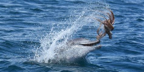 Scientists capture video of dolphins risking death to eat octopus | Ars Technica