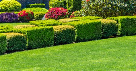 Bush Trimming: How to Trim, Prune and Care for Shrubs - Helveta