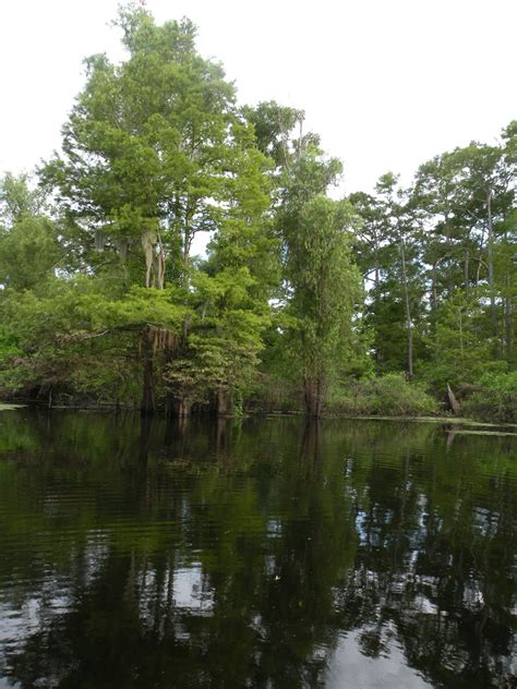 Mary's Louisiana Garden: Atchafalaya Basin Fishing Trip