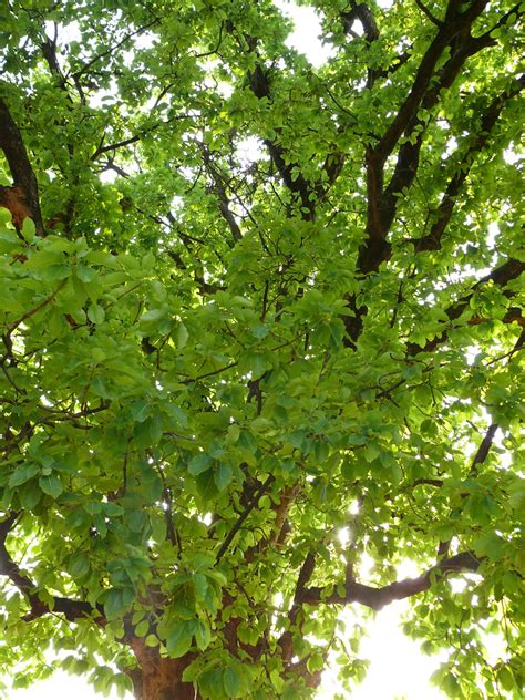 winterblossoms: Under the Mahua tree!