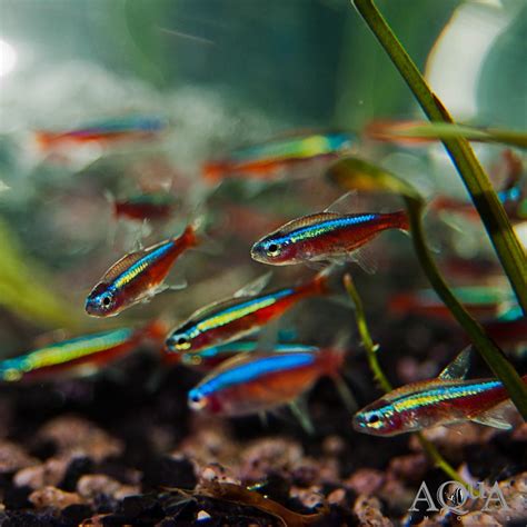 Cardinal Tetra (Paracheirodon axelrodi) - Aqua Imports