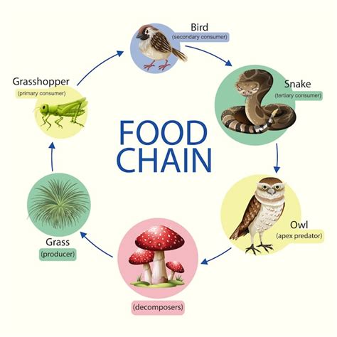 Premium Vector | Food chain diagram concept