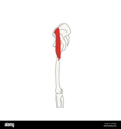 human anatomy drawing muscle tensor fasciae latae Stock Photo - Alamy