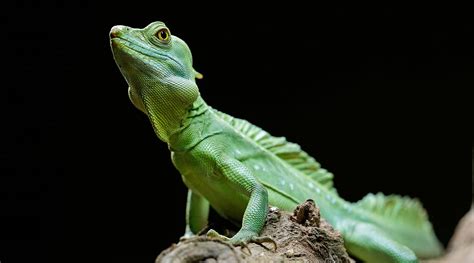 Green Basilisk - Singapore Zoo