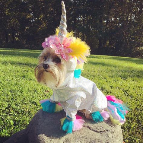 Magical unicorn dog costume perfect for Halloween | Etsy in 2021 ...