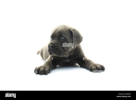 Baby cane corso Stock Photo - Alamy