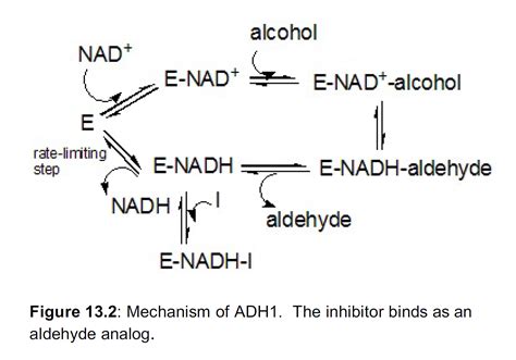 Solved: Alcohol Dehydrogenase (ADH) Is The Enzyme That Is ... | Chegg.com