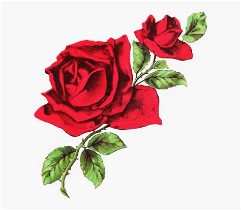 Red Rose Clipart Dark Red - Red Rose Drawing Png, Transparent Png - kindpng