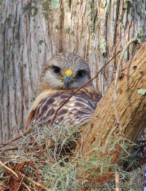 Hawk @CBBR - IMG_3582 60D | Red Shouldered Hawk - Nesting si… | Flickr