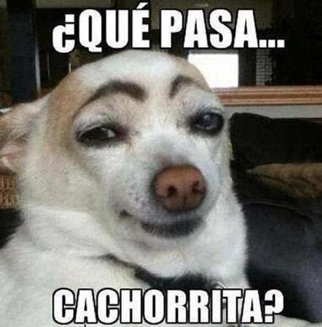 10 memes más famosos de animales que no te puedes perder !!! - Paperblog