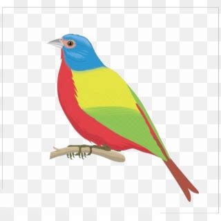 Multicolored Bird Png Photo - Hinh Anh Chim Hoa Mi, Transparent Png ...