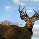 Big Deer Buck with Antlers image - Free stock photo - Public Domain photo - CC0 Images