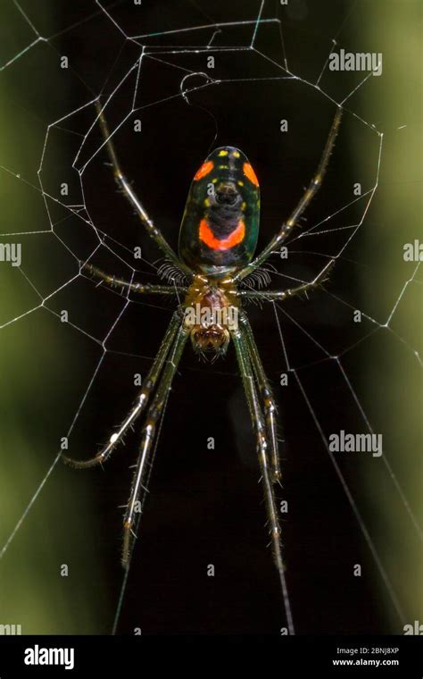 Orchard spider (Leucauge sp) showing distinctive 'smiley face' markings on underside, San Jose ...