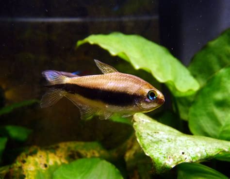 Emperor tetra Care Guide: Diet, Tank Mates, Diseases, Breeding & More