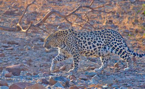 What Do Leopards Eat? Discover the Leopard Diet (with Photos ...