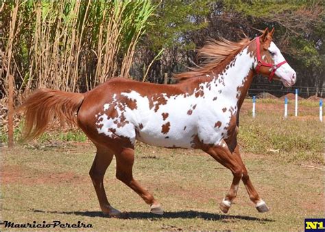 Paint Horse mare Tempestade Colors MB - Chestnut Framed Overo | Horse Color Galore: Framed Overo ...