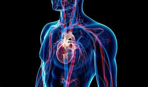 Systemic Circulation Heart