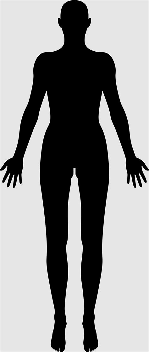 Human Figure, female Body Shape, Anatomy, human Body, female, standing, Homo sapiens, man ...