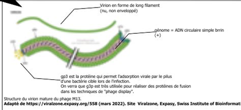 Phage M13 1