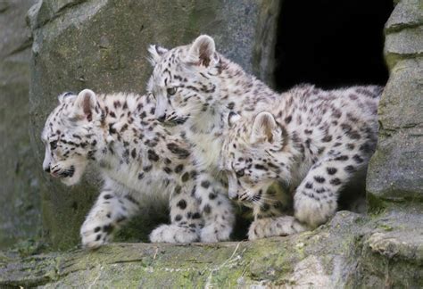 Art of Photography: Snow Leopard Cubs