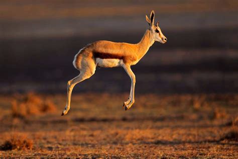 A bouncy springbok, South Africa | Insight Guides Blog