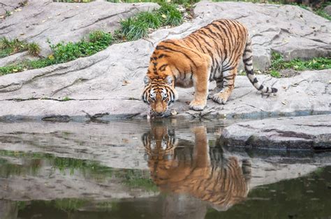 National Parks In West Bengal To Reopen From September 23