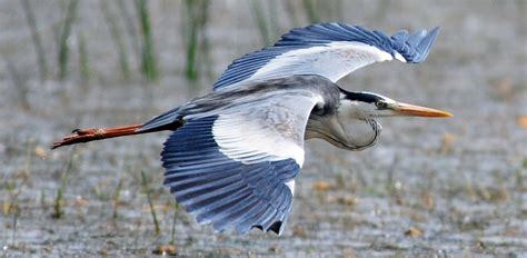 Find Out More About the Amazing Life of Herons – Page 2 – Animal Encyclopedia