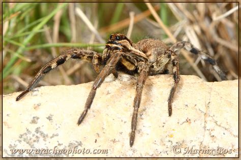 Lycosa tarantula – ArachnoPhoto