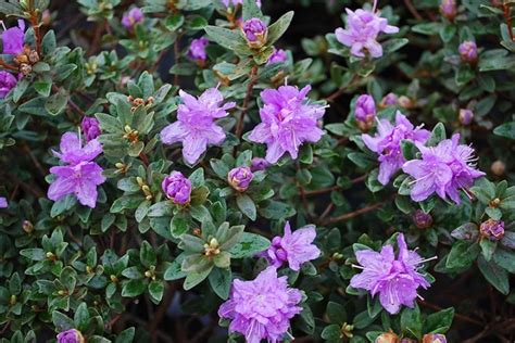 Rhododendron Purple Gem - PB8