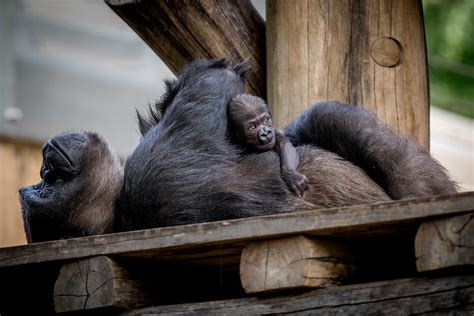 Vote to Name the National Zoo’s Baby Gorilla! - PoPville