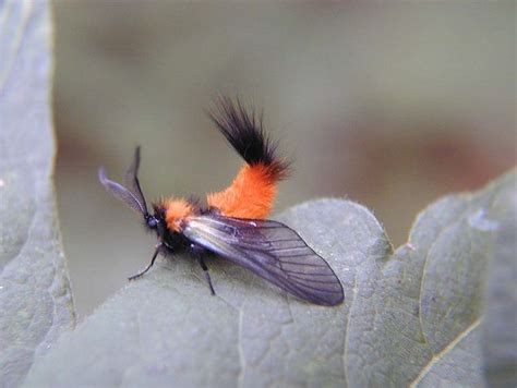 Moth Looks EXACTLY Like Those Adorable Woolly Bear Caterpillars ...