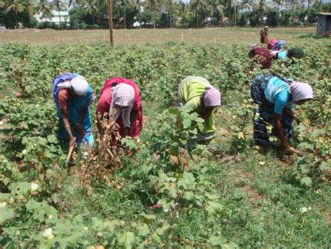 Production Technology of Cotton in Bangladesh