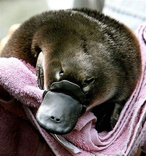 Community Post: 15 Adorable Photos Of "Puggles" (Baby Platypuses)