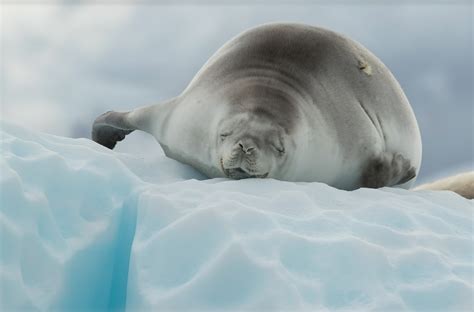 Antarctica Seals: species & adaptations to the cold! - Freestyle Adventure Travel