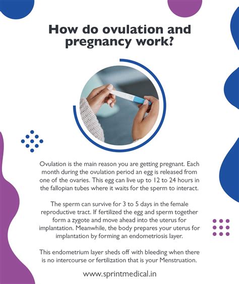 Ovulation Egg Life Span