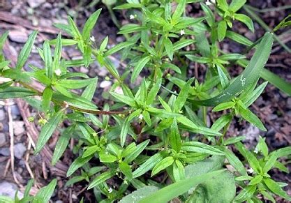 Rumput Mutiara, dari Antioksidan Alami hingga Penghambat Pertumbuhan Mikroba pada Unggas • Klik ...