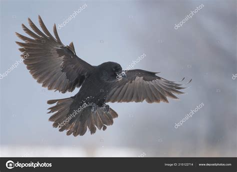 Common Raven Flying Natural Habitat Stock Photo by ©kwasny222 215122714