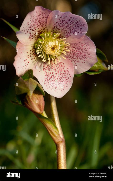 Hellebore also known as a Lenten rose, Winter rose, or Christmas rose Stock Photo - Alamy