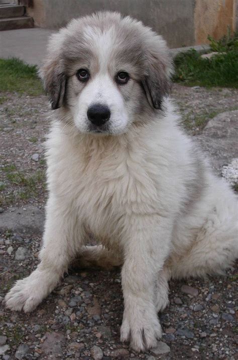 Pyrenean Mountain Dog puppy | Dog breeds, Cute dogs breeds, Cute dogs