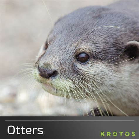 Otters | Otter Sound Effects Library | asoundeffect.com | Otters ...