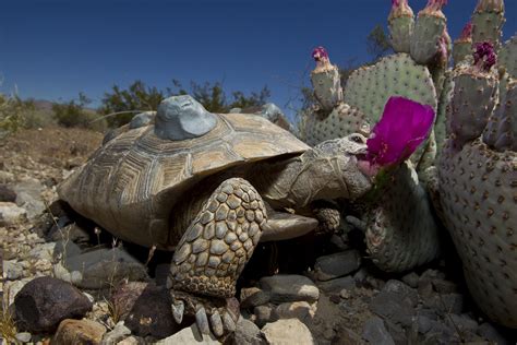 Mojave Desert Ecosystem