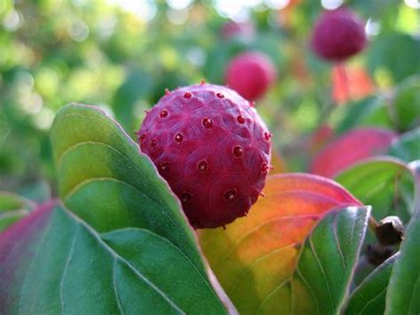 Dogwood Tree Fruit 8 | Flickr - Photo Sharing!