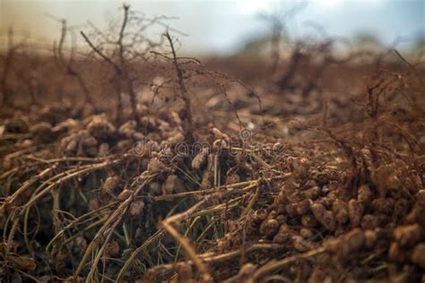 Peanut plantation field stock photo. Image of ground - 95756160