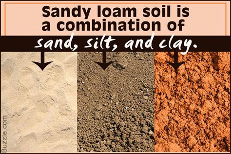 Sandy Loam Soil Characteristics Every Gardening Lover Must Know | Loam, Soil texture, Soil